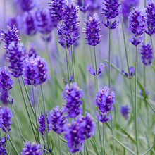 Load image into Gallery viewer, Lavender • Essential Oil